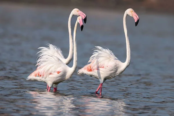 Seletivo Flamingos Uma Lagoa — Fotografia de Stock