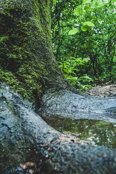 Ein Baum Mit Moos Hält Wasser Zwischen Seinen Wurzeln Einem — Stockfoto