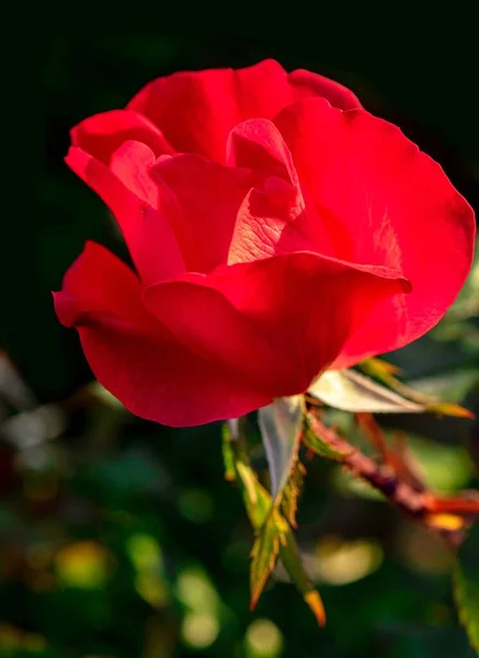 Вибірковий Фокус Червоної Троянди — стокове фото
