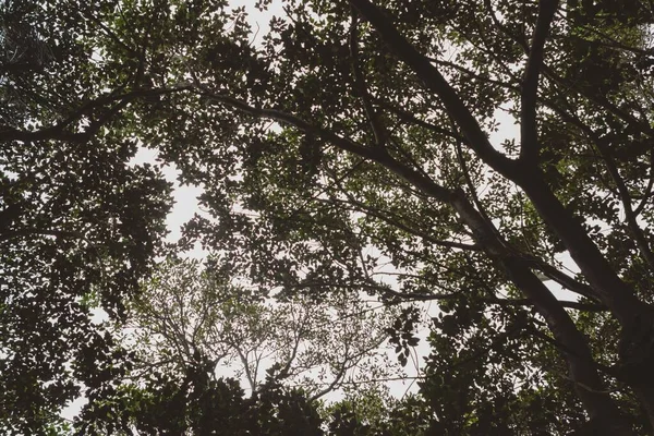 Μια Όμορφη Θέα Των Νωπών Πράσινων Φύλλων Κλαδιά Ένα Δάσος — Φωτογραφία Αρχείου