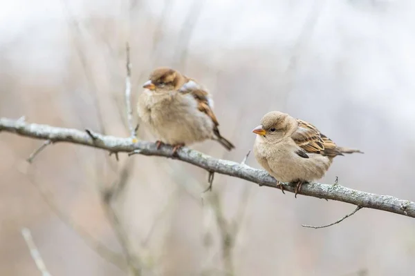 Detailní Záběr Roztomilých Malých Vrabců Sedících Suché Větvi Lese — Stock fotografie