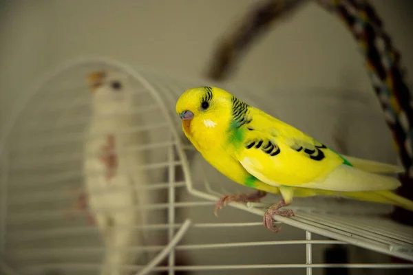 Kafesin Içinde Beyaz Muhabbet Kuşunun Kafesinde Duran Sarı Bir Muhabbet — Stok fotoğraf
