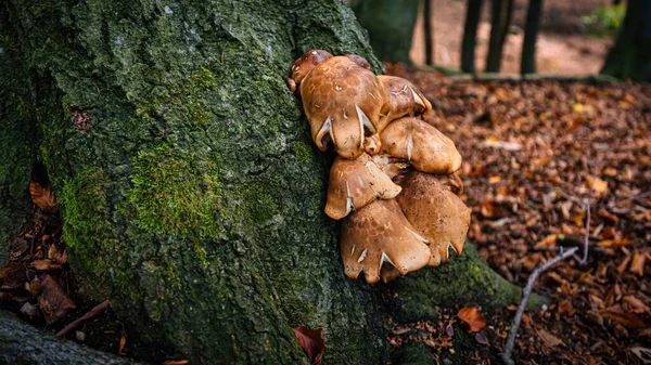 森の中のキノコで生い茂った苔むした木の閉鎖 — ストック写真