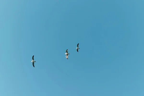 Ein Niedriger Winkel Von Drei Vögeln Die Mit Weit Geöffneten — Stockfoto