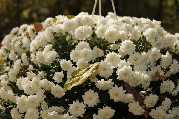 Gros Plan Gros Bouquet Fleurs Blanches Chrysanthe Sous Soleil — Photo