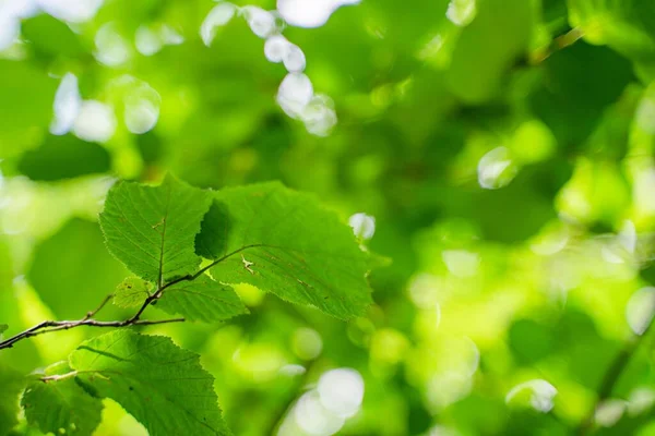 緑の中で成長する緑の葉の選択的な焦点ビュー 環境の背景 — ストック写真