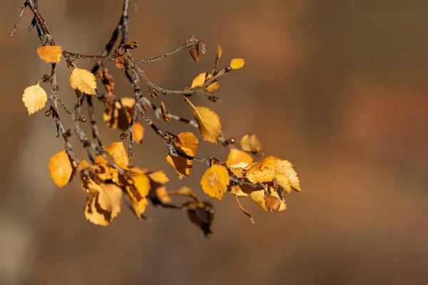Крупним Планом Жовте Сухе Листя Гілці Дерева — стокове фото