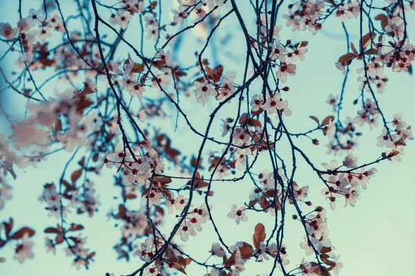 Крупним Планом Знімок Квітучого Дерева Сакури — стокове фото