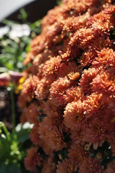 Крупный План Букета Цветов Хризантемы — стоковое фото