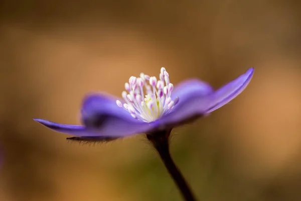 Mor Nazik Karaciğer Çiçeğine Yakın Çekim Bulanık Bir Arkaplanda Güneş — Stok fotoğraf