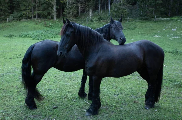 The two black Frisian horses on a green grass