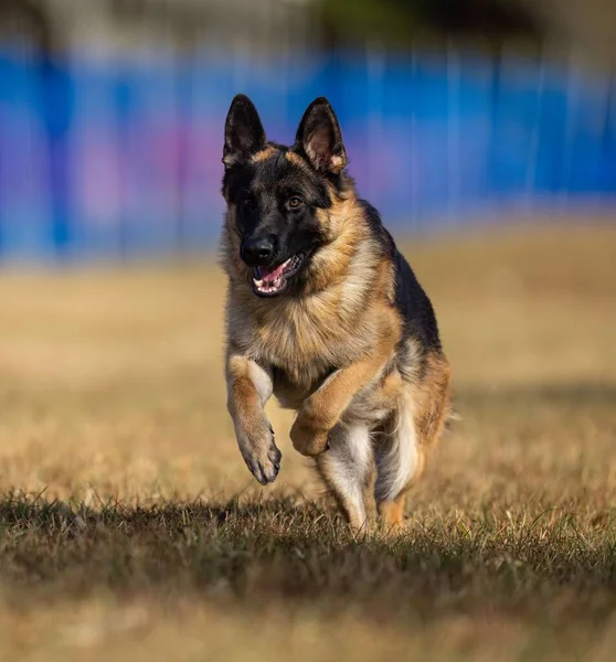 Shallow Focus German Shepherd Dog Running Grass Field — Stock Photo, Image