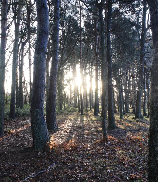 Uma Foto Vertical Das Árvores Altas Parque Sutton Birmingham Inglaterra — Fotografia de Stock