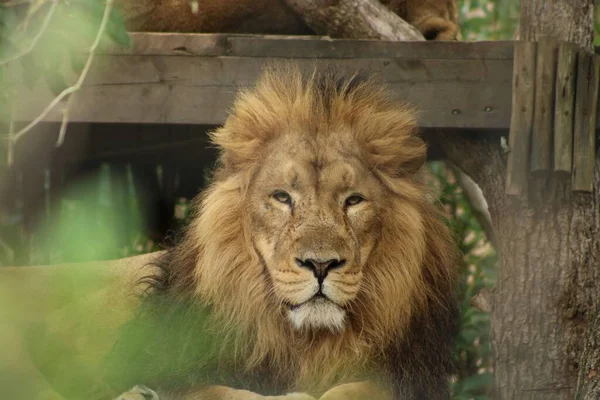 Grande Leão Macho Descansando Uma Gaiola Jardim Zoológico Com Árvores — Fotografia de Stock