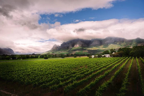 Piękne Ujęcie Zielonego Pola Farmy Wina Tłem Gór Western Cape — Zdjęcie stockowe
