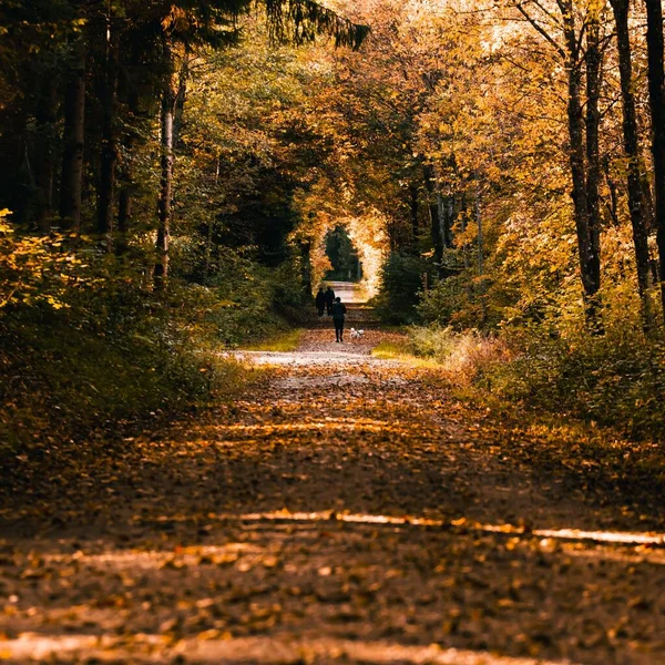 Живописный Вид Женщины Выгуливающей Собаку Парке Окружении Прекрасной Природы Осенью — стоковое фото