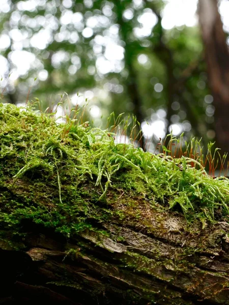 Close Vertical Microrganismos Que Crescem Tronco Árvore Wellington Park Tasmânia — Fotografia de Stock