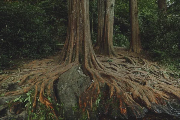 Detailní Záběr Kořenů Stromů Lese — Stock fotografie