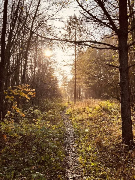 Eine Vertikale Aufnahme Eines Schmalen Weges Der Durch Einen Wald — Stockfoto