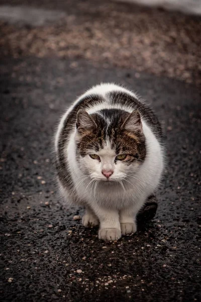 Een Verticaal Close Shot Van Pluizige Cypriotische Kat Felis Catus — Stockfoto