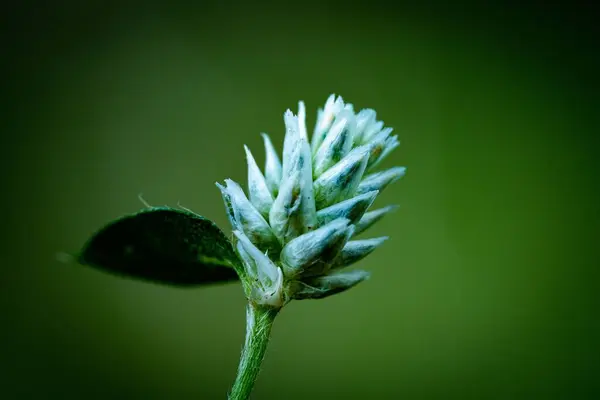 Egy Közeli Kép Egy Fűvirág Zárt Szirmok Elszigetelt Zöld Háttér — Stock Fotó