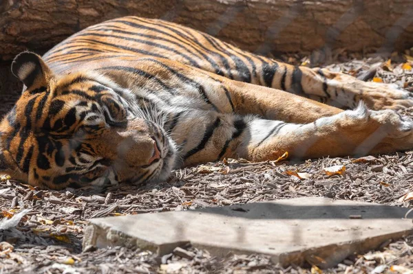 Μια Μεγάλη Τίγρη Που Βρίσκεται Στο Ζωολογικό Κήπο Του Κάνσας — Φωτογραφία Αρχείου