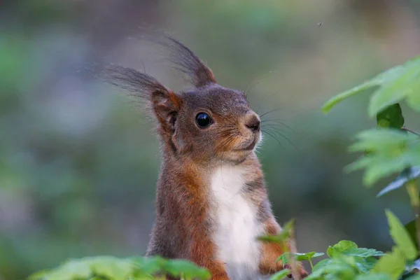 Großaufnahme Eines Entzückenden Roten Eichhörnchens Sciurus Vulgaris Gefangen Einem Wald — Stockfoto