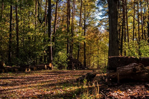 Чудовий Вигляд Барвистого Осіннього Лісу Гомелі — стокове фото