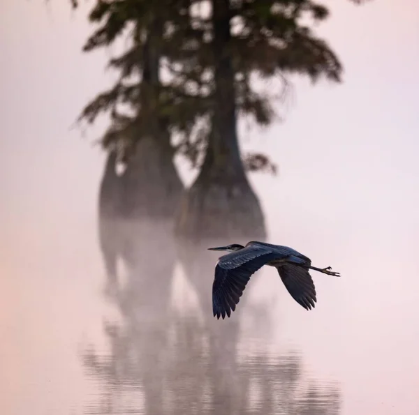 Utsikt Över Vacker Great Blue Heron Flyger Över Reflekterande Sjö — Stockfoto
