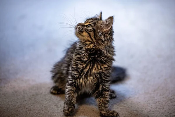 Halıda Tekir Bir Kedi Yavrusu — Stok fotoğraf