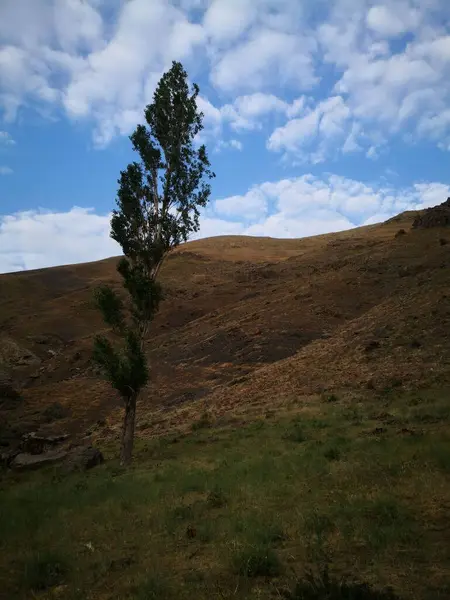 在多云的天气里 在山上的绿草场上 一株高树的垂直特写镜头 — 图库照片