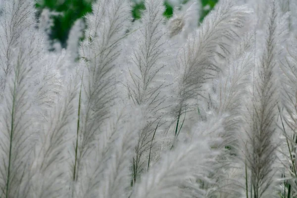 A closeup shot of white pampas grass in a field