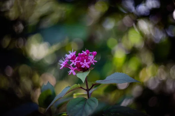 Closeup Clerodendrum Garden Blurred Background — Stock Photo, Image