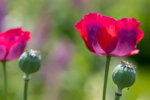 Shallow Focus Shot Poppy Flowers Heads — Stock Photo, Image