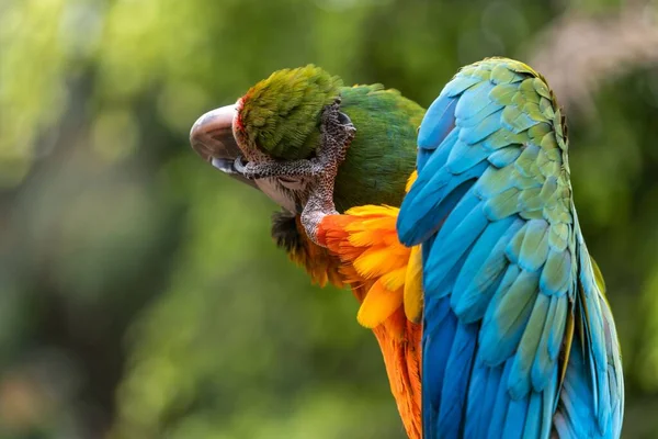 Zbliżenie Niebiesko Żółtej Barwnej Papugi Macaw Drapiącej Się Głowie Stopą — Zdjęcie stockowe