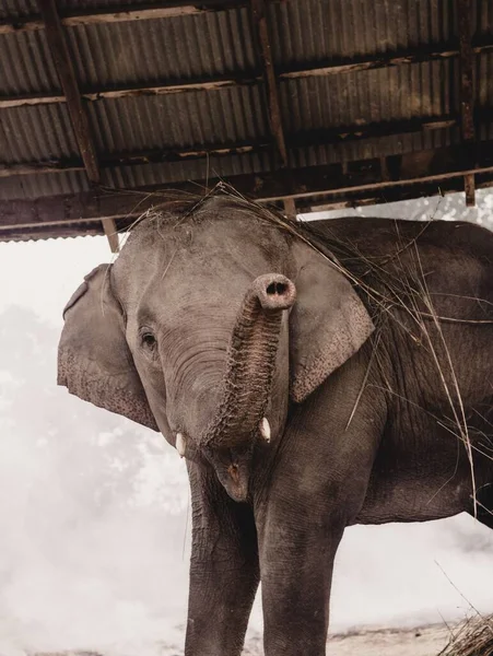 Hodowla Słoni Chitwan Nepalu — Zdjęcie stockowe