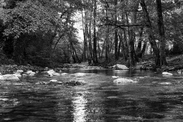 Échelle Gris Une Rivière Rocheuse Traversant Une Forêt Sarconi Italie — Photo