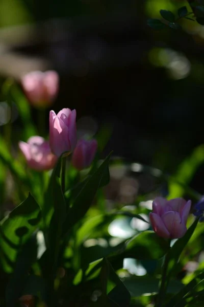在阳光下 花园里长着一缕粉色郁金香花 绿叶丛生 — 图库照片