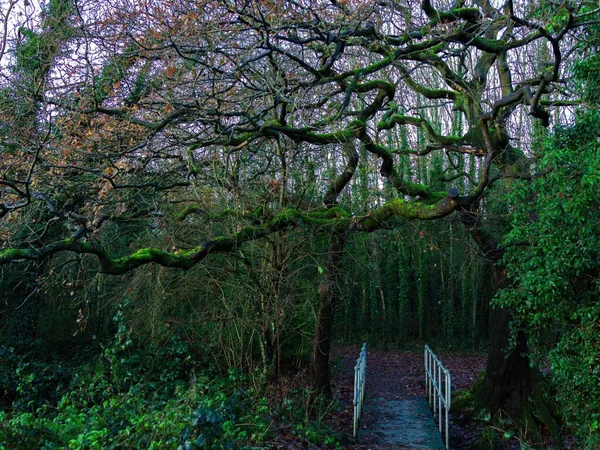 Nahaufnahme Einer Brücke Geheimnisvollen Wald — Stockfoto