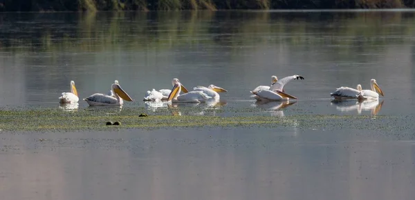 Живописный Вид Стаи Белых Пеликанов Стоящих Поверхности Плавающей Воде — стоковое фото