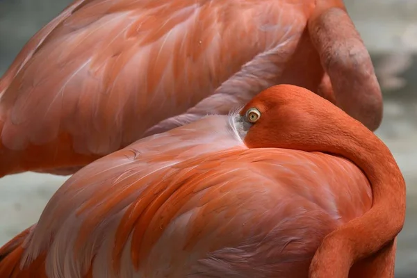 Prachtige Roze Flamingo Phoenicopterus Met Hoofden Achter Hun Vleugels Wazige — Stockfoto
