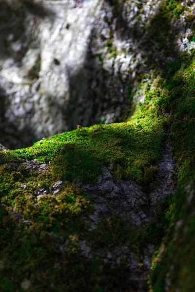 森の中で成長している苔の塊 — ストック写真