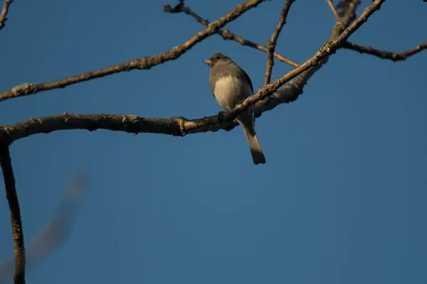 在蓝天的映衬下 树梢上栖息着一只斑点捕猎者的特写镜头 — 图库照片
