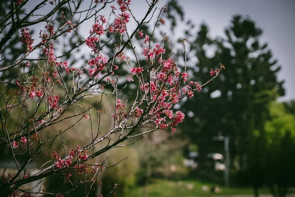 Detailní Záběr Větví Růžové Třešňové Květy — Stock fotografie
