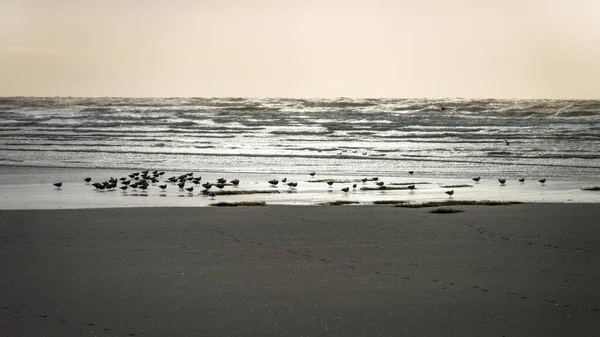Flock Fåglar Stranden Solnedgången — Stockfoto