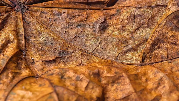 Closeup Brown Fall Leaf Texture — Stock Photo, Image
