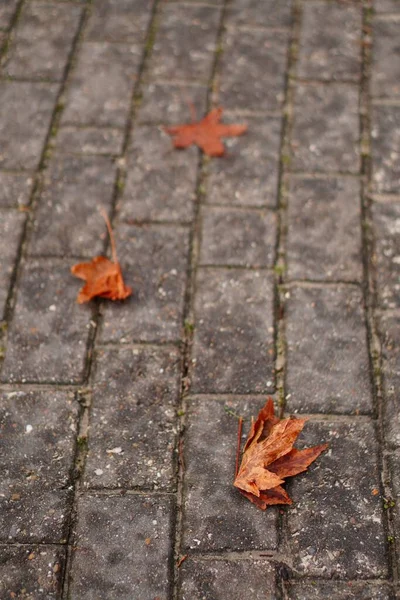 地面上灰色铺路石和干橙色叶子的垂直特写镜头 — 图库照片