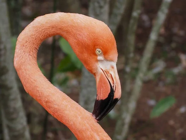 Nahaufnahme Eines Rosafarbenen Flamingo Porträts — Stockfoto