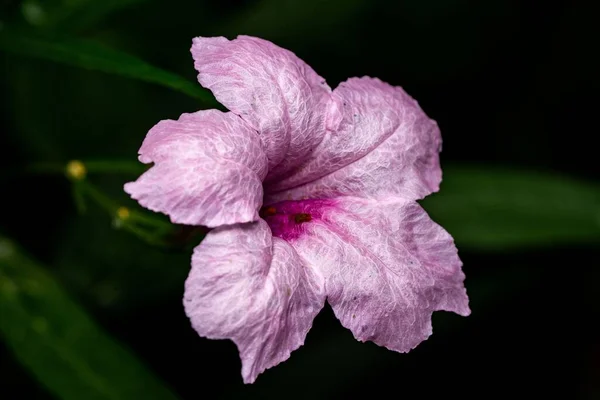 Primer Plano Una Petunia Mexicana Rosa Aislada Sobre Fondo Oscuro — Foto de Stock