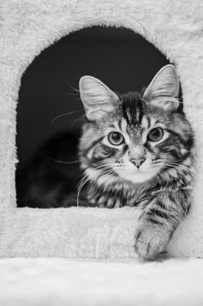 Closeup Monocromático Gato Adorável Olhando Para Fora Uma Casa Gato — Fotografia de Stock